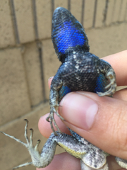 Sceloporus occidentalis