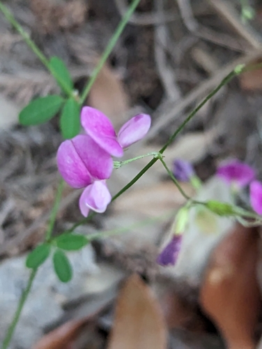 Image of Lespedeza texana by (c) Nikokin, some rights reserved (CC BY)