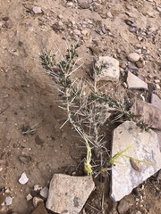 Astragalus spinosus
