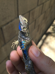 Sceloporus occidentalis