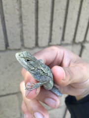 Sceloporus occidentalis