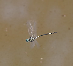 Parasynthemis regina
