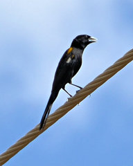 Euplectes albonotatus