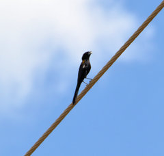 Euplectes albonotatus