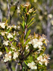 Micrantheum hexandrum, photograph Eamonn Culhane, CC BY, iNaturalist via GBIF