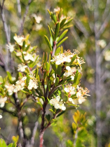 Micrantheum hexandrum