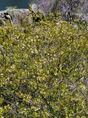 Micrantheum hexandrum, photograph Eamonn Culhane, CC BY, iNaturalist via GBIF