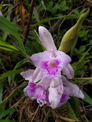 Sobralia rosea