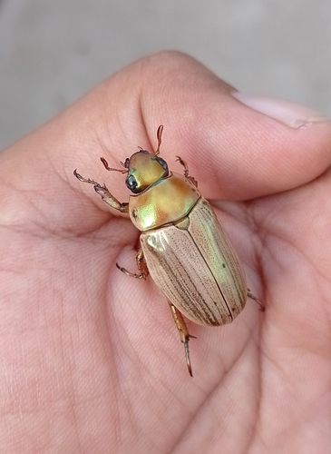Pelidnota virescens (Pelidnota virescens)