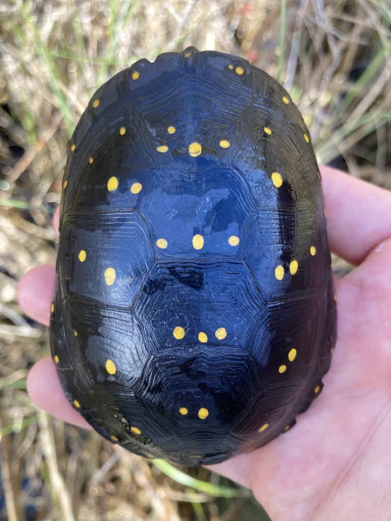 Spotted Turtle in October 2023 by Caleb Krueger · iNaturalist