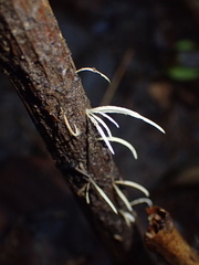 Pterulaceae
