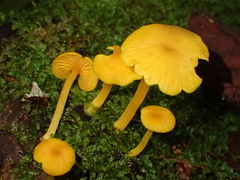 Marasmius rhyssophyllus