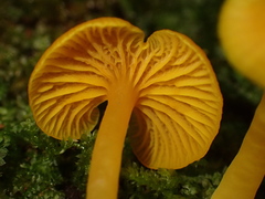 Marasmius rhyssophyllus