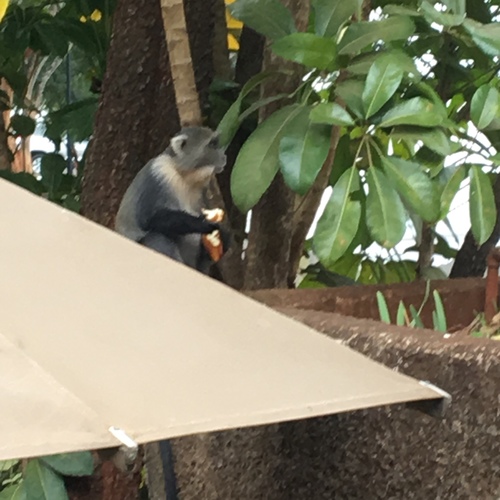 Cercopithecus mitis