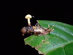 Ophiocordycipitaceae