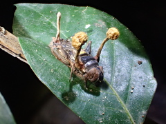 Ophiocordyceps dipterigena