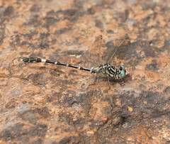 Austrogomphus cornutus