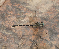 Austrogomphus cornutus