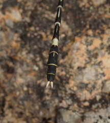 Austrogomphus cornutus