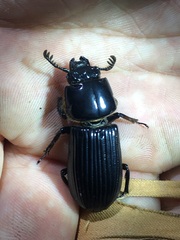 Odontotaenius