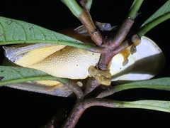 Boana appendiculata