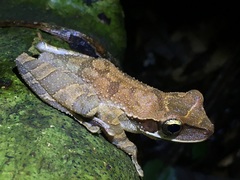 Osteocephalus planiceps