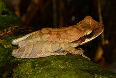 Osteocephalus planiceps