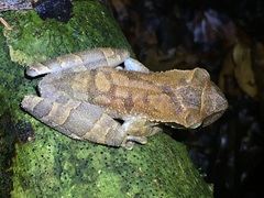 Osteocephalus planiceps