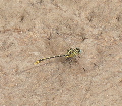 Austrogomphus australis