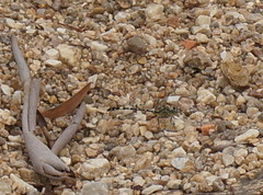 Austrogomphus cornutus