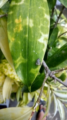 Hyllus diardi