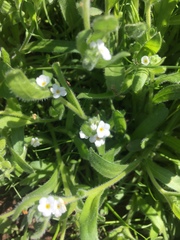 Cryptantha intermedia intermedia