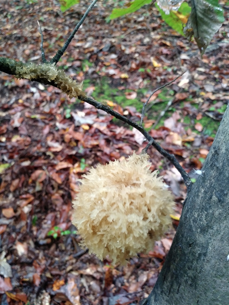 Honeydew Eater from Jacksonville, MD 21131, USA on October 7, 2023 at