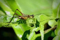 Nisitrus