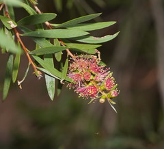 Melaleuca paludicola