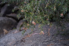 Melaleuca paludicola