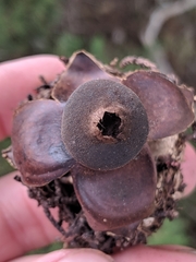 Geastrum fornicatum