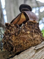 Geastrum fornicatum