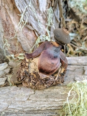 Geastrum fornicatum