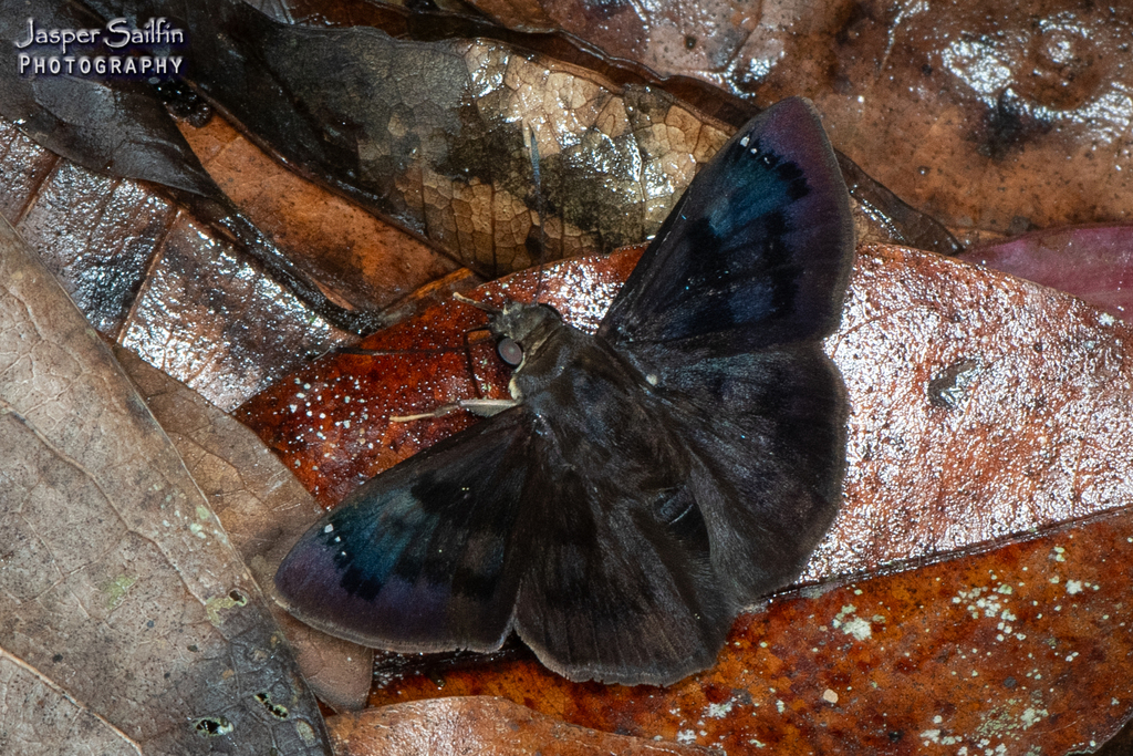 Iliana purpurascens