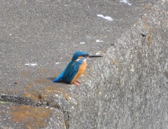 Alcedo atthis