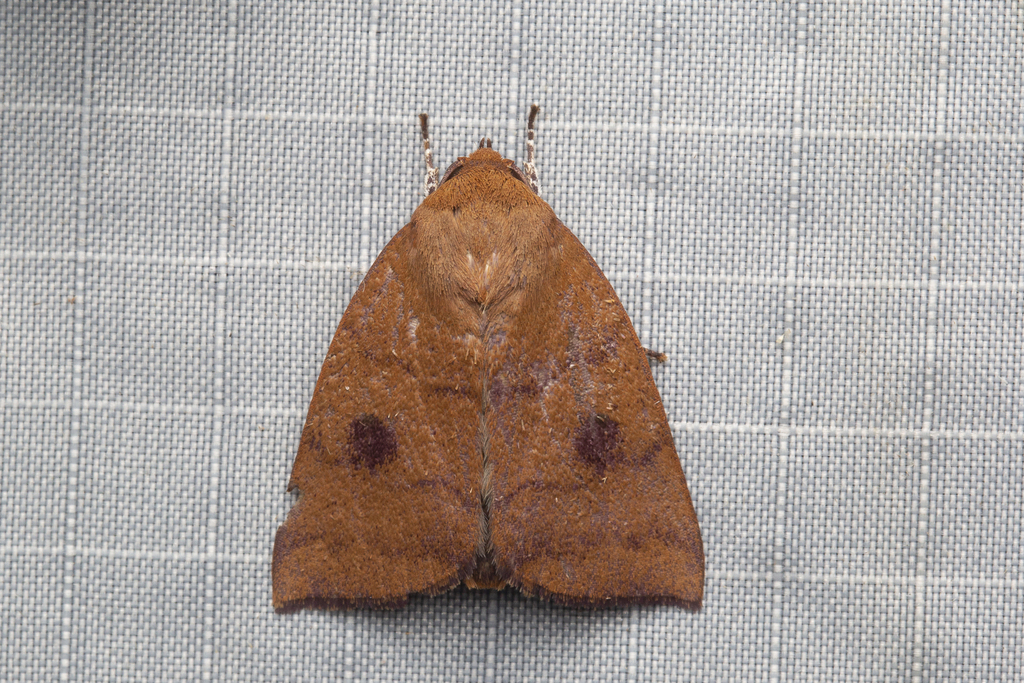 Calymera nigridiscata