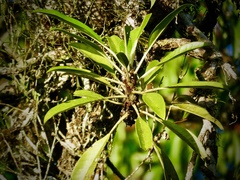 Myrmecodia tuberosa