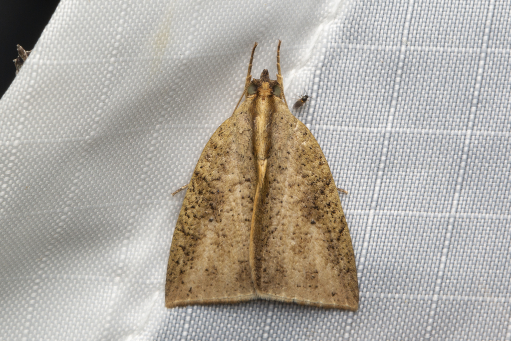 Detounda spurcata
