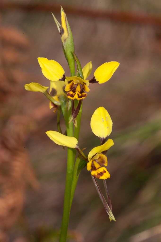 Diuris sulphurea
