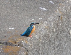 Alcedo atthis