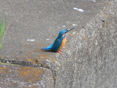 Alcedo atthis