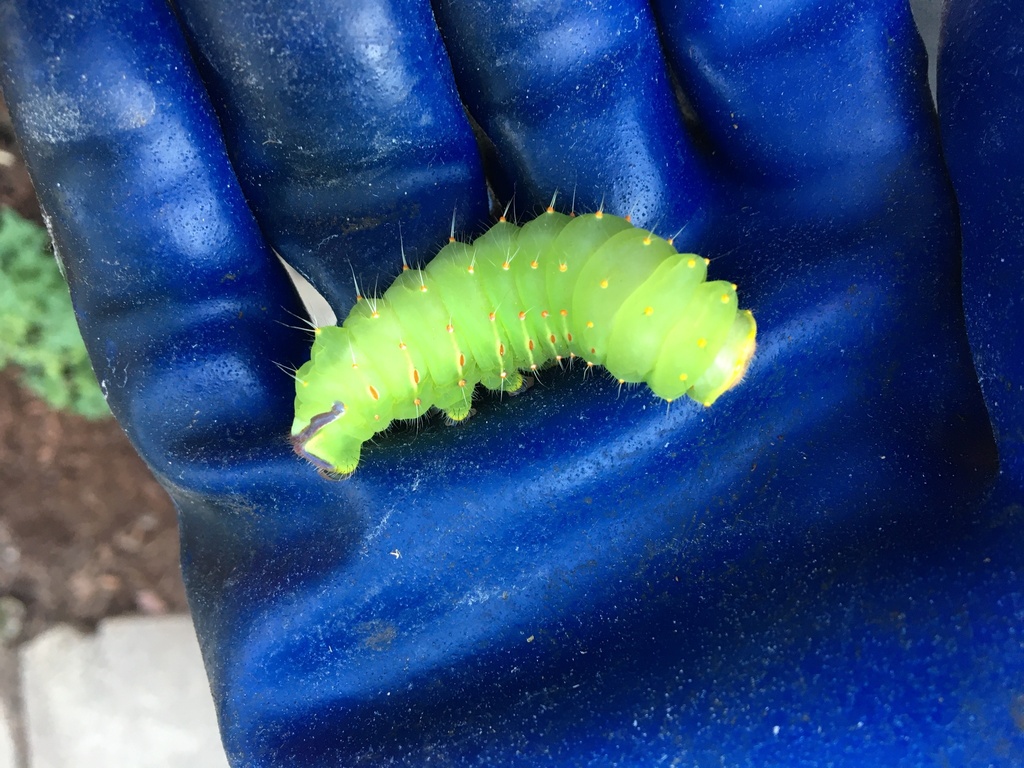 Polyphemus Moth From NE 26th Ave Portland OR US On October 7 2023 polyphemus-moth-from-ne-26th-ave-portland-or-us-on-october-7-2023