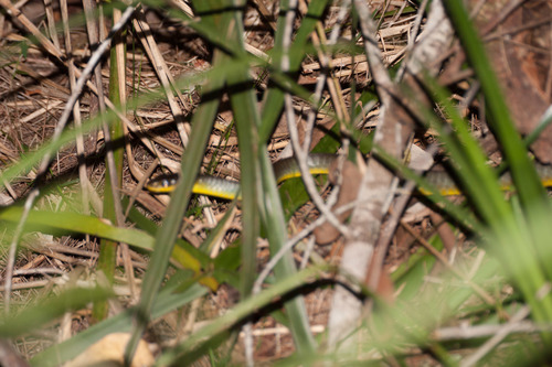Common Tree Snake sighting