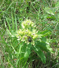 Xylocopa virginica texana